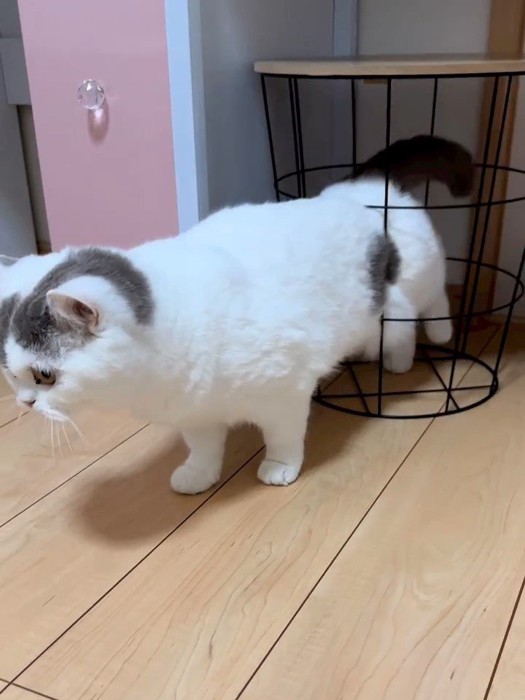 腰が引っかかる猫