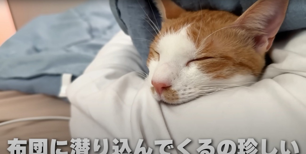 甘えるチップくん