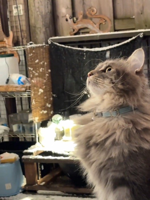 見上げる猫の横顔