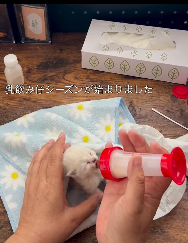 支えられながらミルクを飲む猫