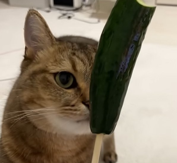 きゅうりを見つめながら匂いを嗅ぐ猫