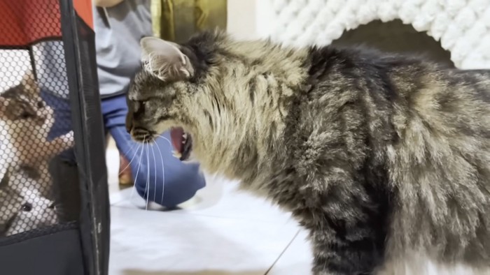威嚇する猫