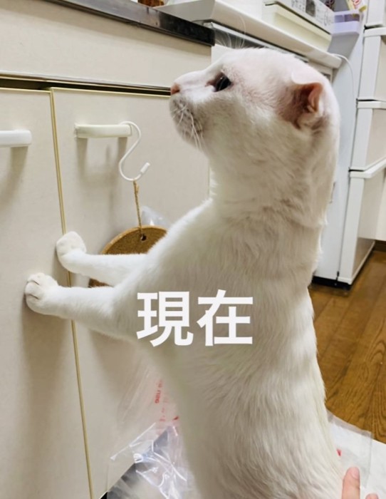 キッチンのシンクの下の戸棚に手をつきタッチする白猫