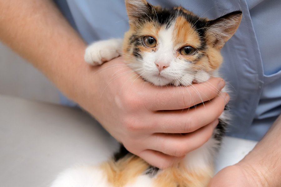 診察を受ける子猫