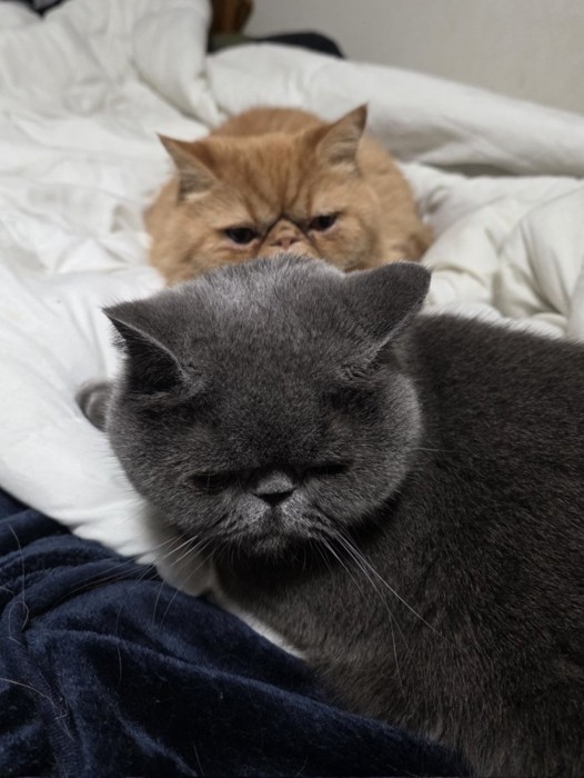 弟猫（グレー）を見る兄猫（茶）