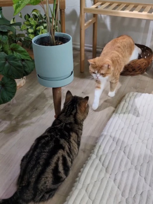 向かい合う2匹の猫