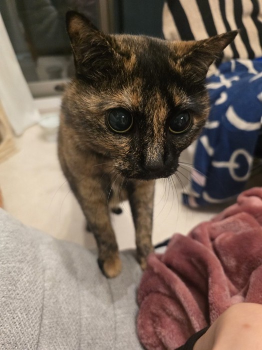 抱っこしてほしい猫