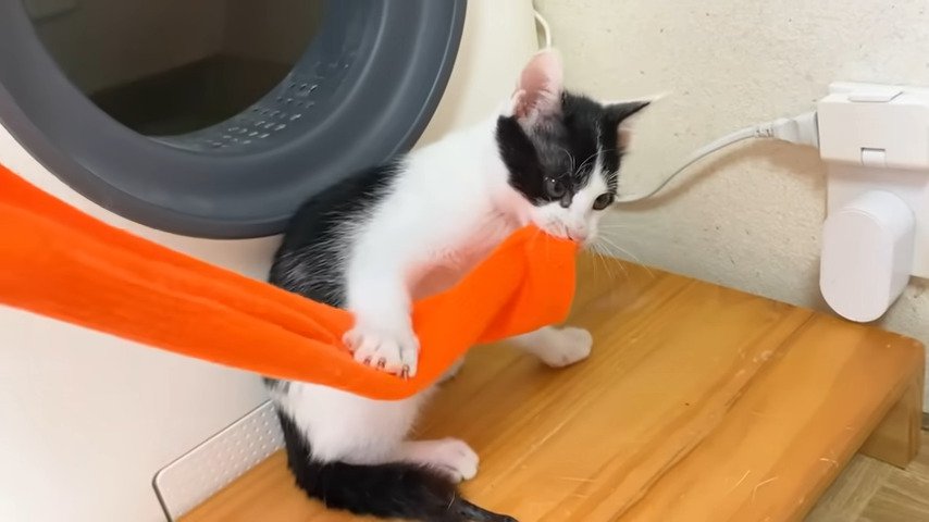 靴下を引っ張りあいっこする猫