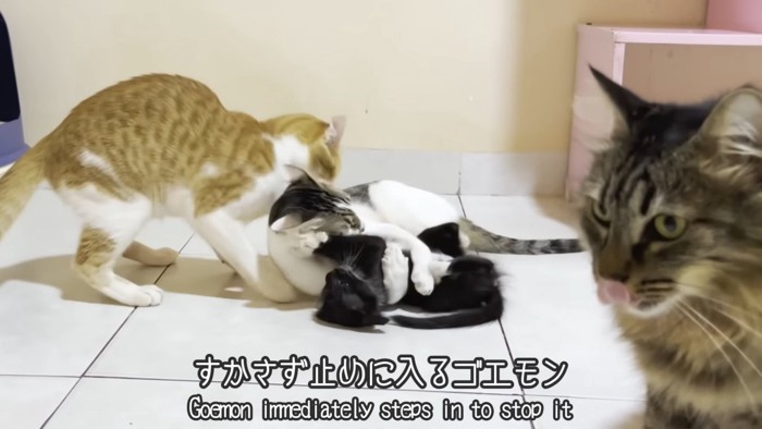 子猫にじゃれる成猫を止める茶白猫