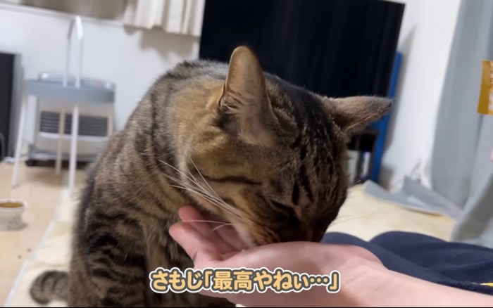 食べる猫