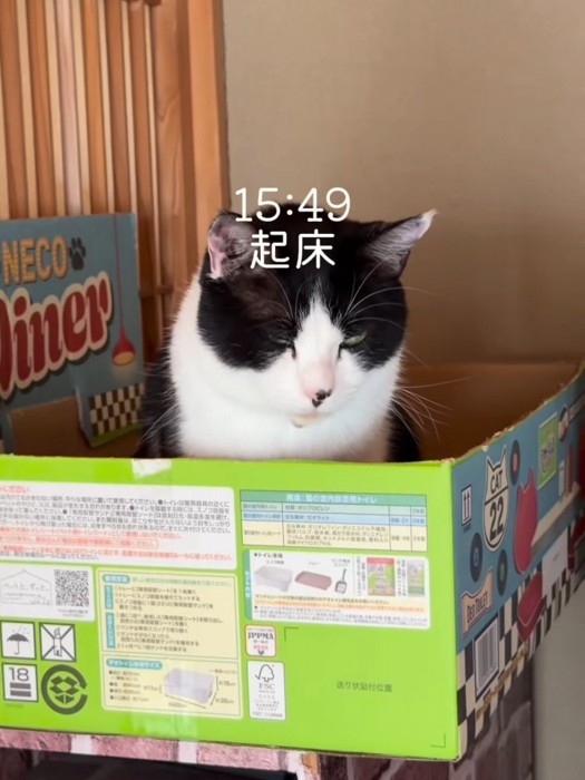 箱の中で座る猫