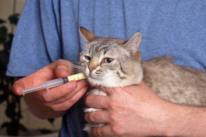 液体の薬を飲む猫