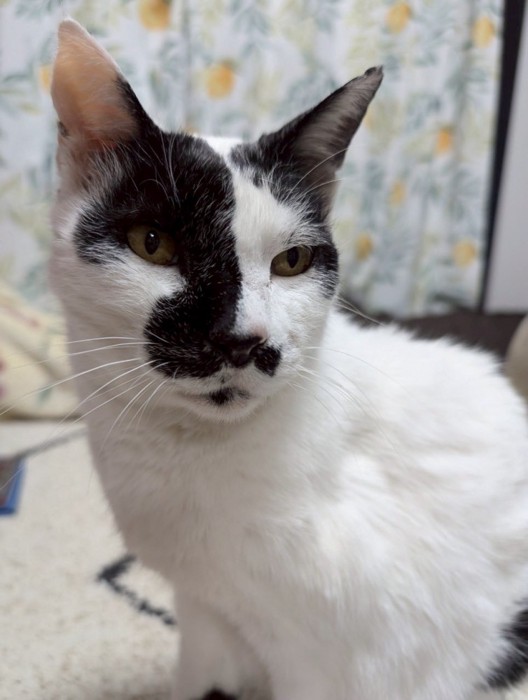 すっかり綺麗になったモナちゃん