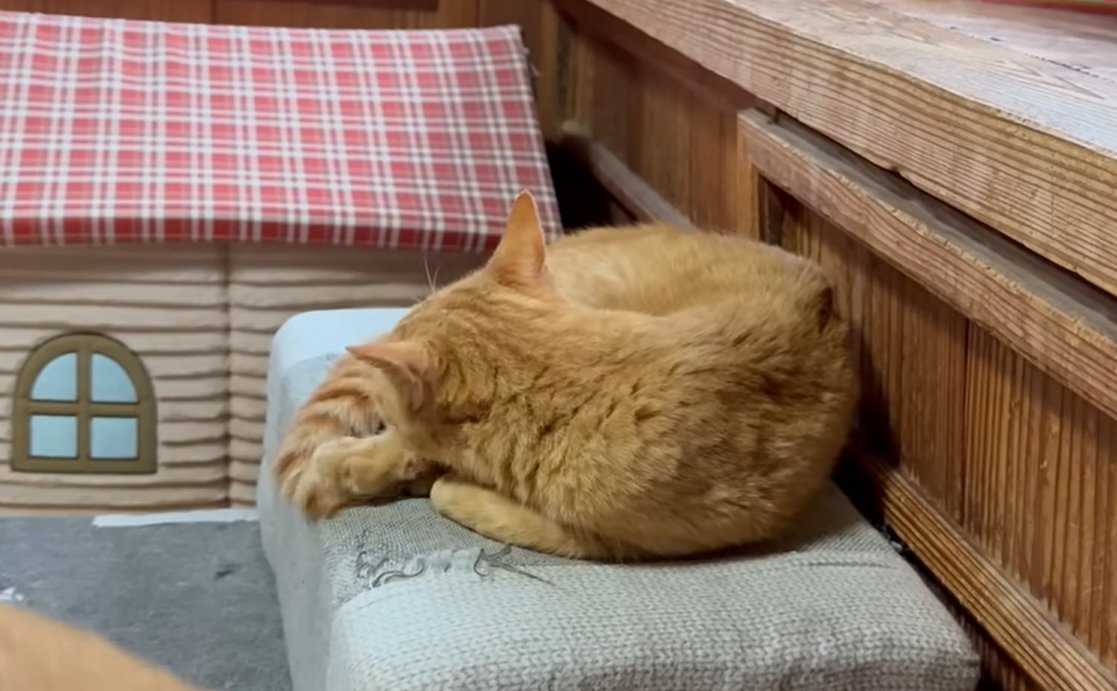 丸くなって眠る猫