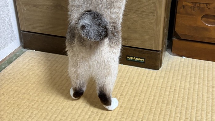 立ち上がっている猫の足