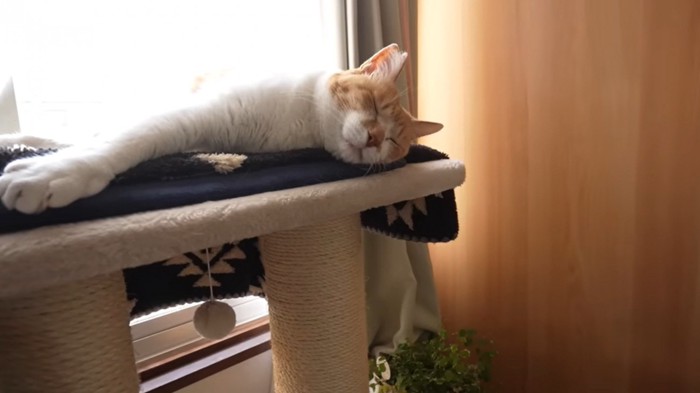 元野良猫のチャチャくん