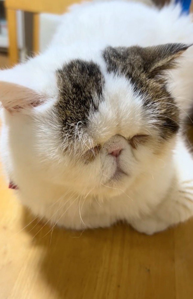 眠る猫
