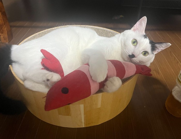 ぬいぐるみと猫