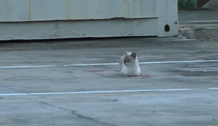 駐車場に箱座りの猫