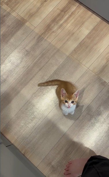人の足元で鳴いている子猫