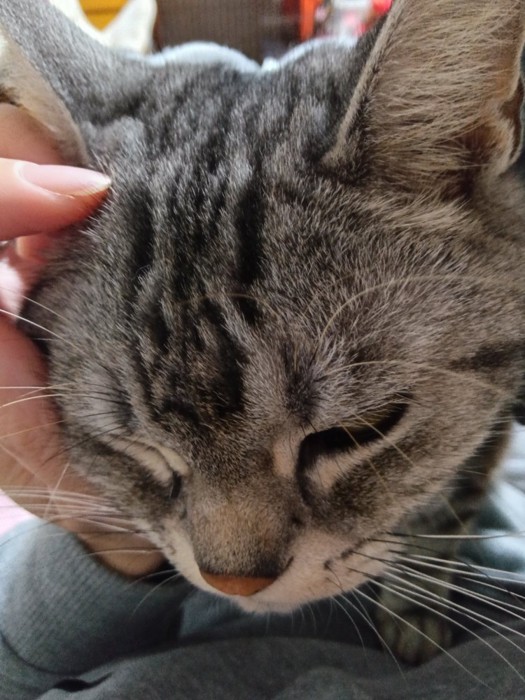 飼い主の目の前に頭を出す猫