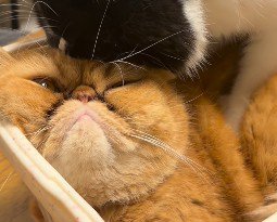 カゴの中でじっとする茶色い猫
