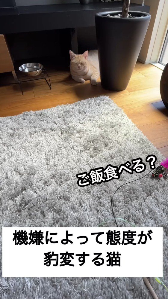 猫に「ごはん食べる？」と尋ねる飼い主