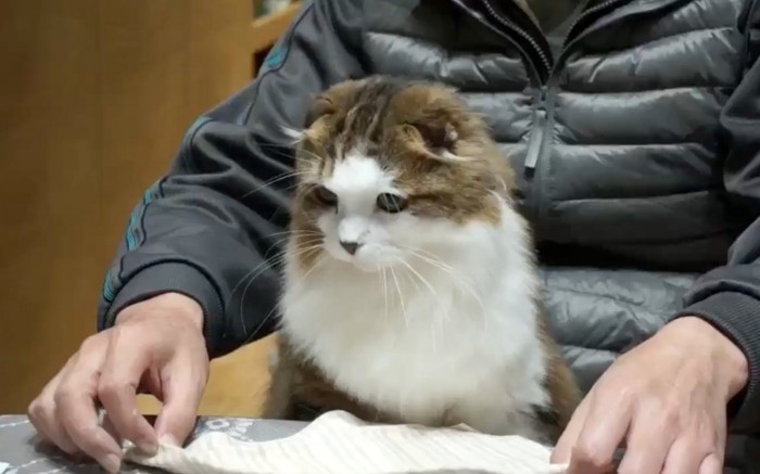 お座りする猫
