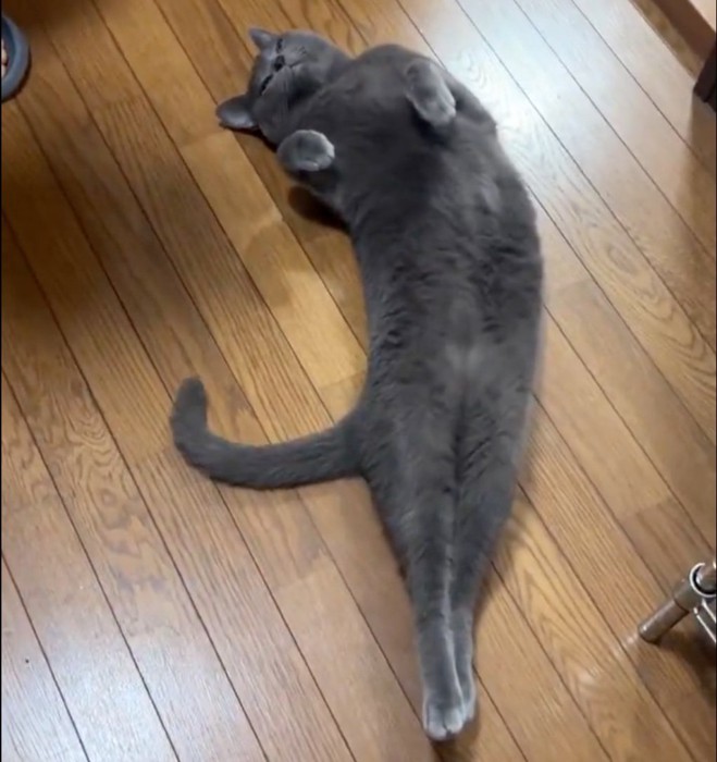 しっぽを動かす猫