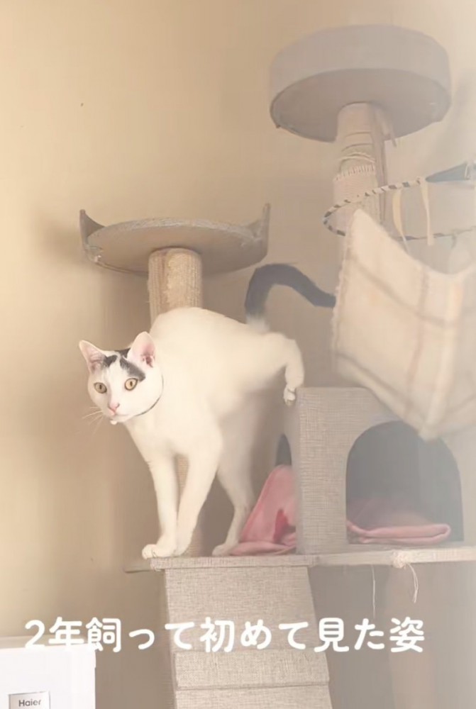キャットタワーから出てくる猫