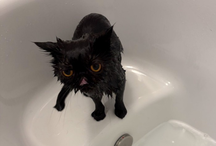 シャワー後の黒猫2