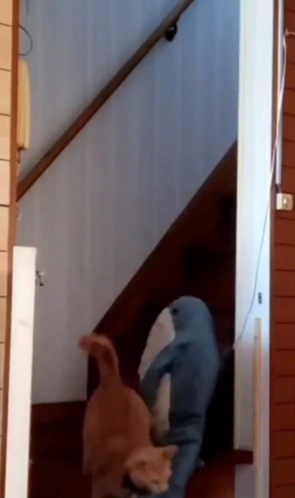 ぬいぐるみをくわえて階段を下りる猫