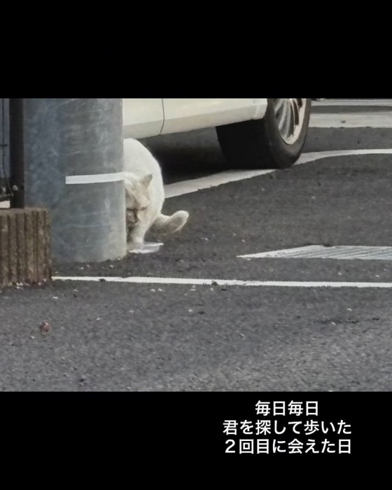 車のそばにいる猫