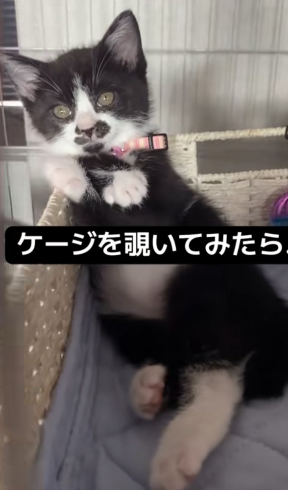 「ケージを覗いてみたら...」のテロップ写真