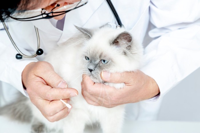 診察を受ける猫