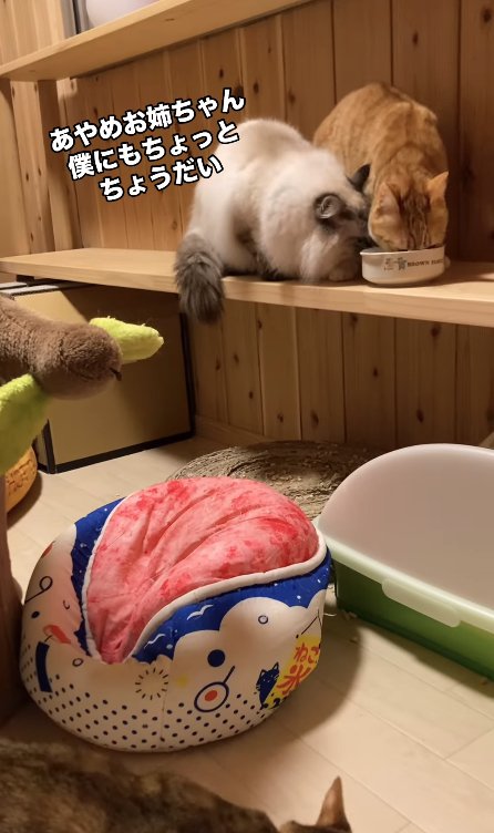 ご飯を食べている猫の横からご飯を食べようとする猫