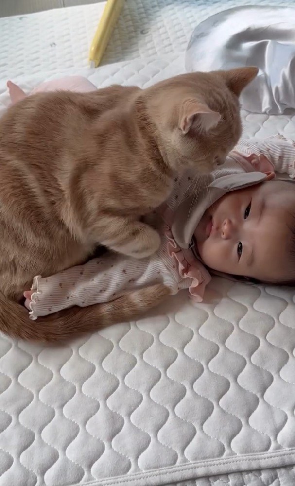 赤ちゃんに乗る猫