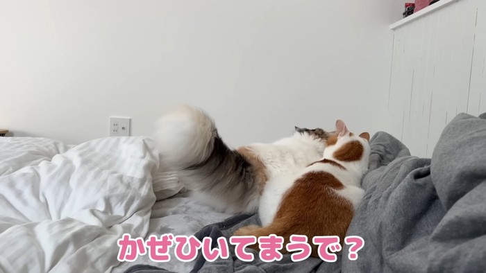 かぜひいてまうで?