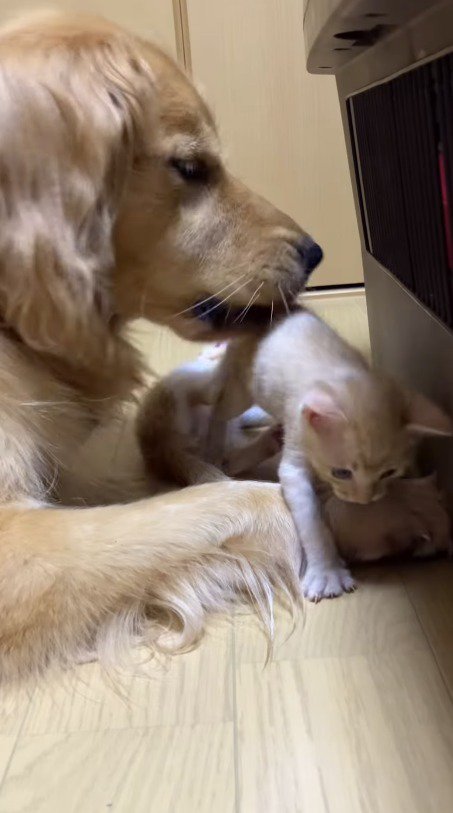 飼い主がいる方へ歩いていく子猫