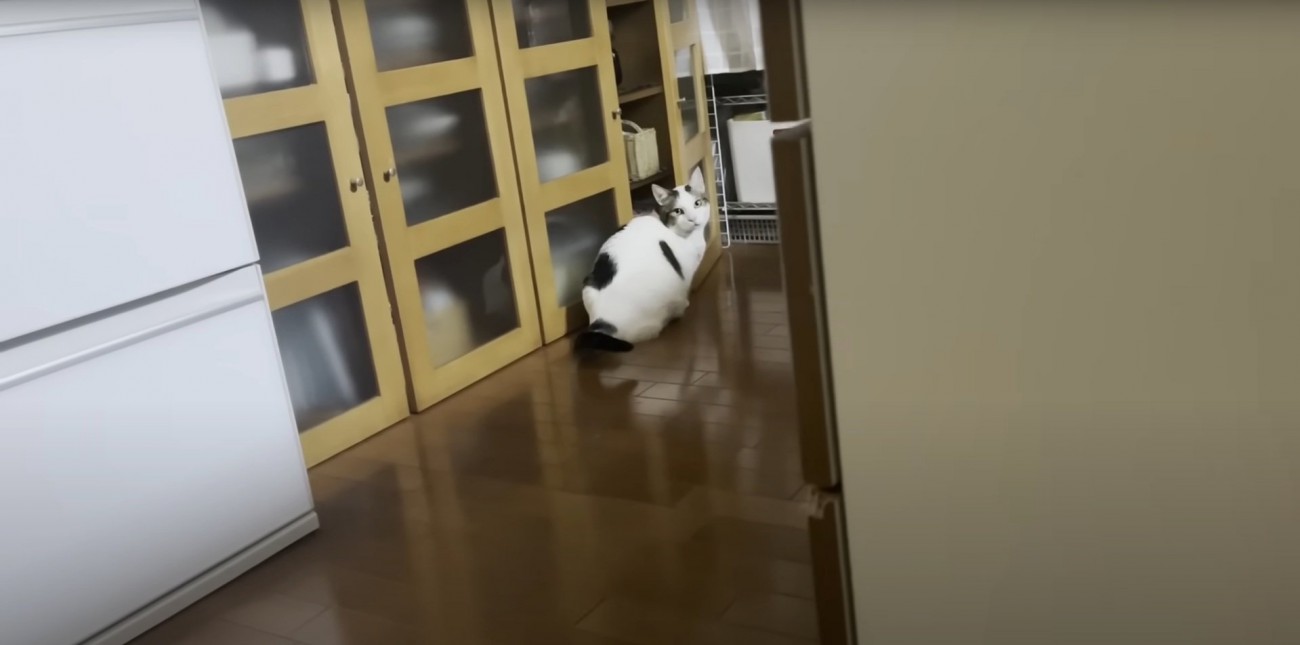飼い主さんを見る豆大福くん