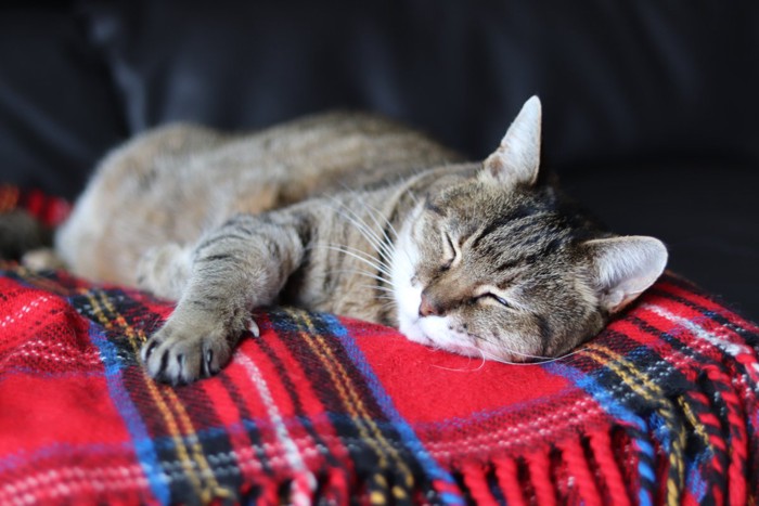 気持ちよさそうに眠る猫