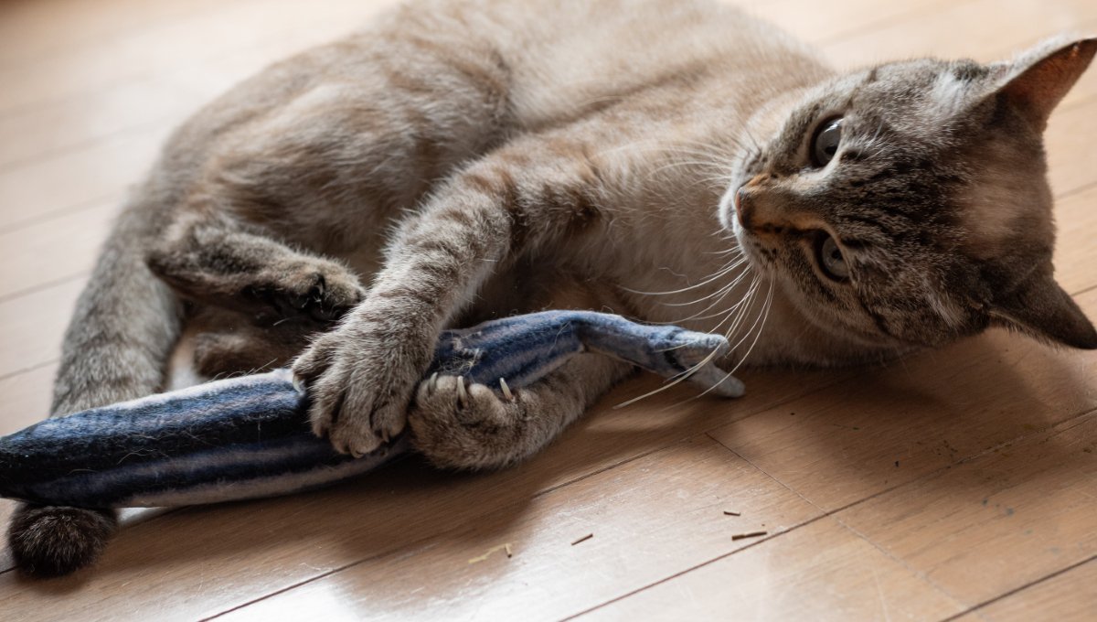魚のおもちゃをける猫