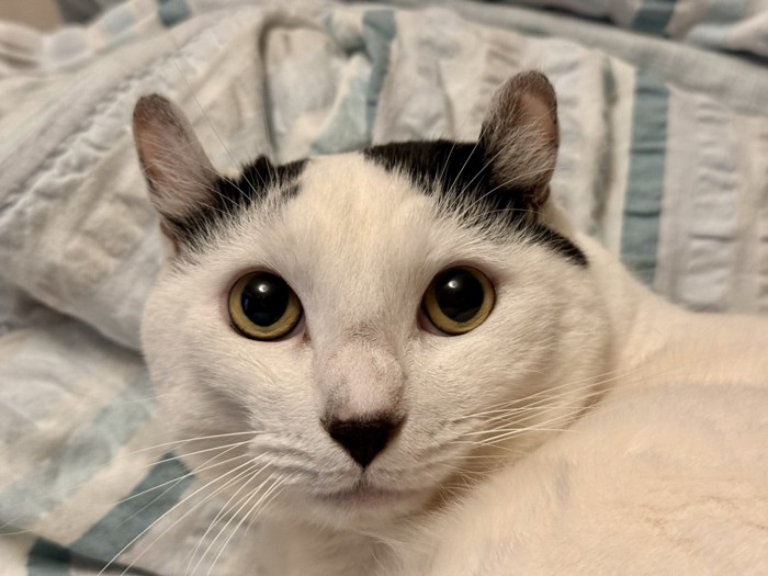 猫の顔