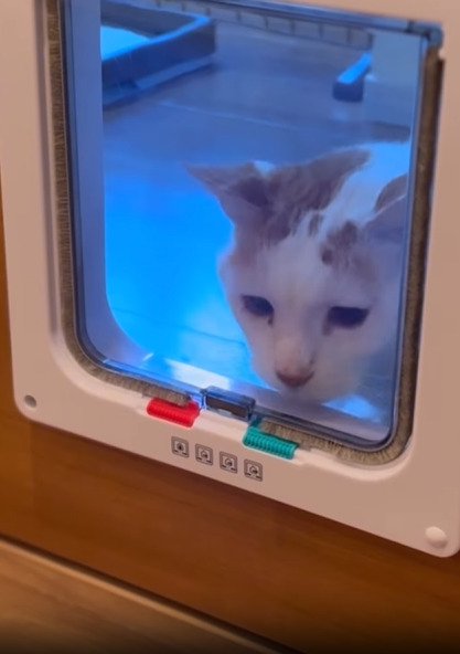 ドアの前にいる猫