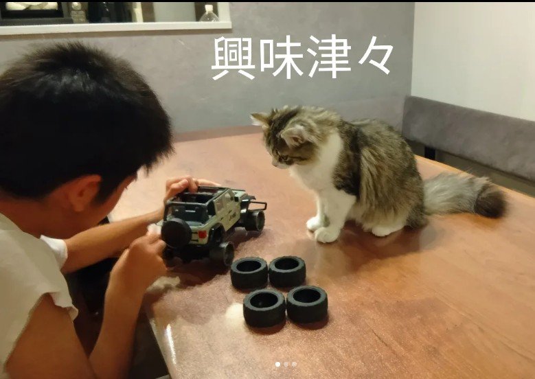 子どもを見ている猫%%お兄さんの作業に興味津々