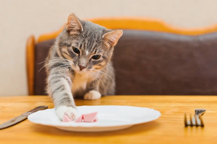 テーブルの食べ物が気になる猫