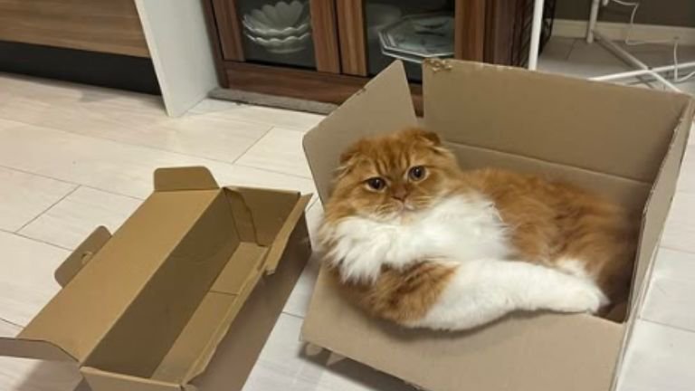 ダンボール箱に入っている猫