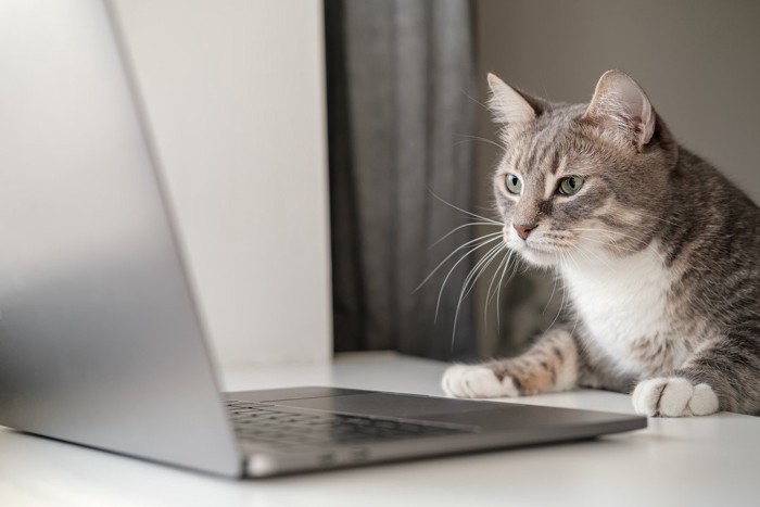 パソコンの前にいる猫
