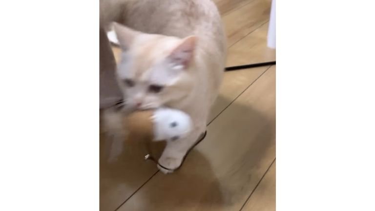 おもちゃを持つ猫