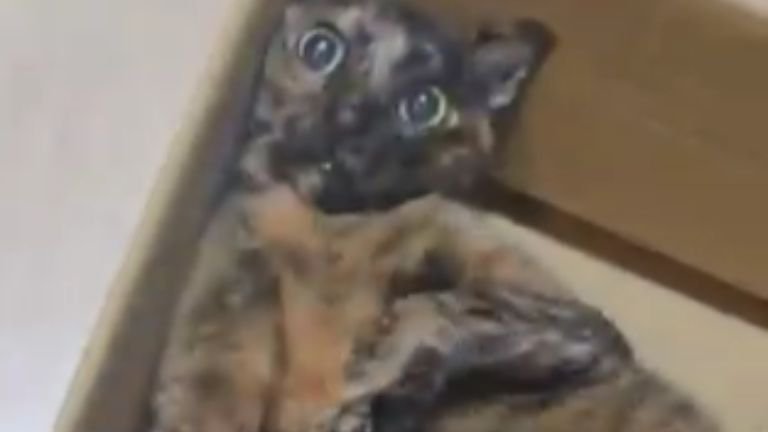 ダンボールに入っている猫